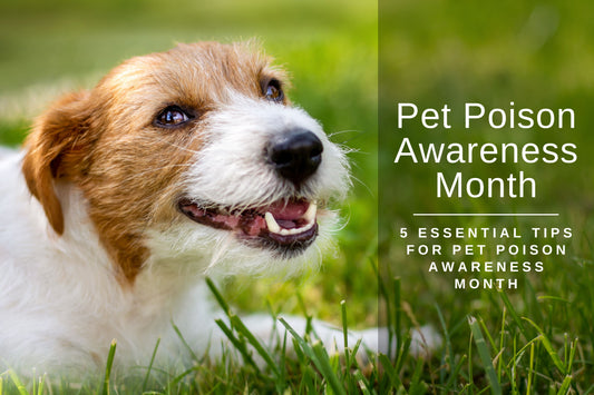 Pet Poison Awareness Month Blog Post | Krazy For Pets