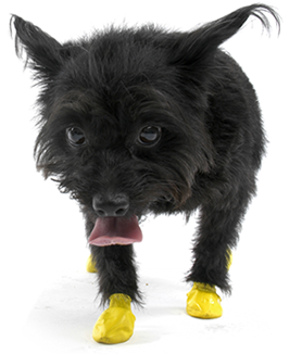 PawZ - PawZ Disposable Dog Boots, XX-Small | Krazy For Pets