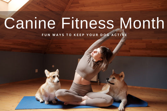 Canine Fitness Month: Fun Ways to Keep Your Dog Active Blog Post | Krazy For Pets