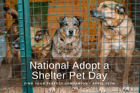 National Adopt a Shelter Pet Day: Find Your Perfect Companion