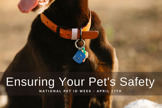 Ensuring Your Pet's Safety: National Pet ID Week