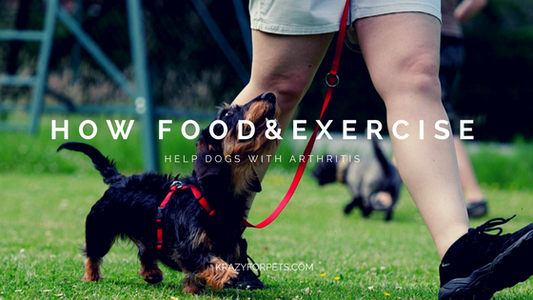 Supporting Your Dog's Arthritis with Proper Nutrition and Exercise Blog Post | Krazy For Pets