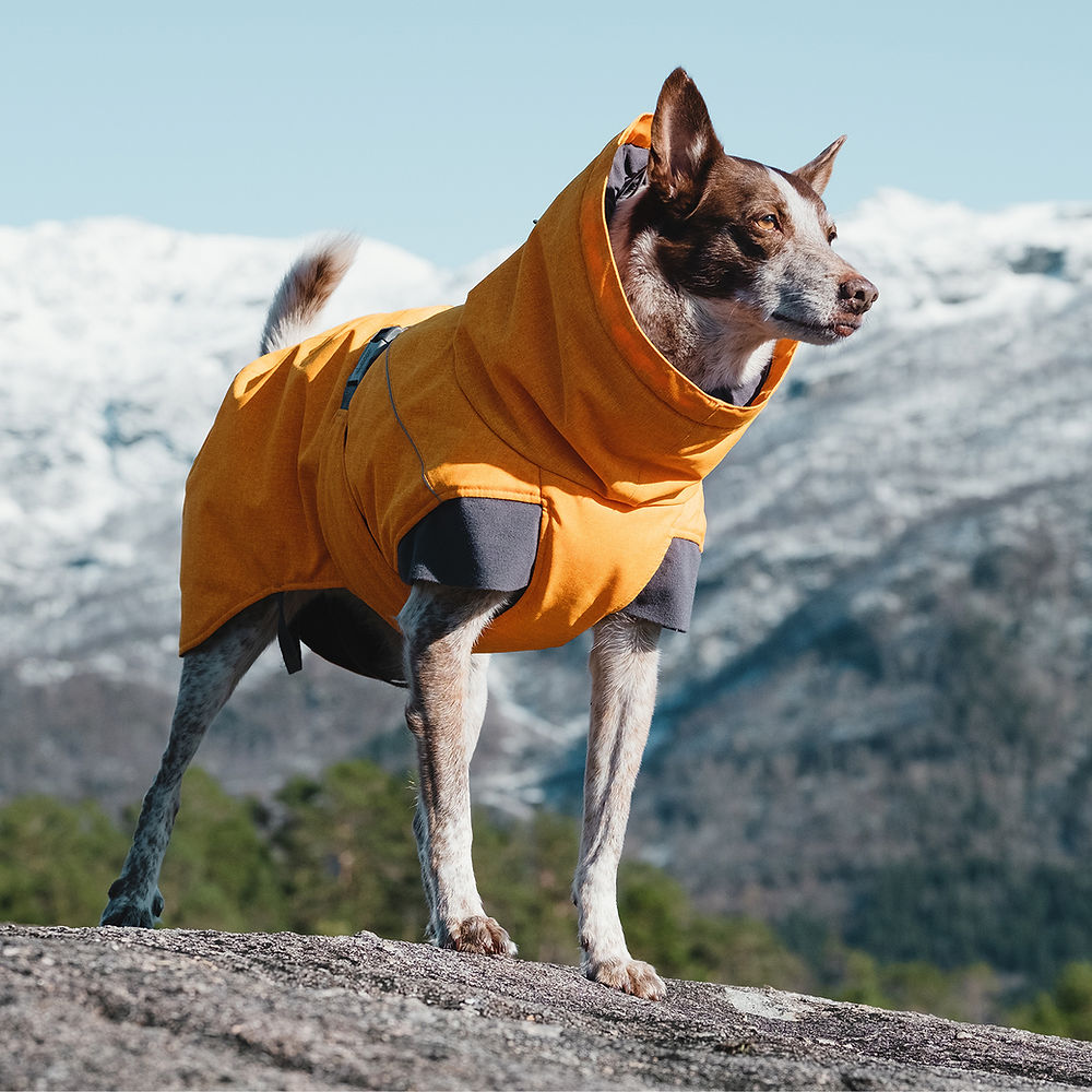 Hurtta Buckthorn Expedition Parka on an actual dog