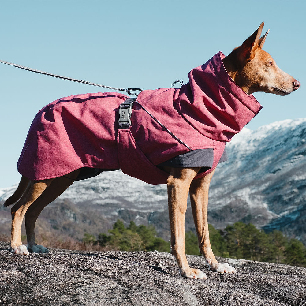 Hurtta Beetroot Expedition Parka on an actual dog