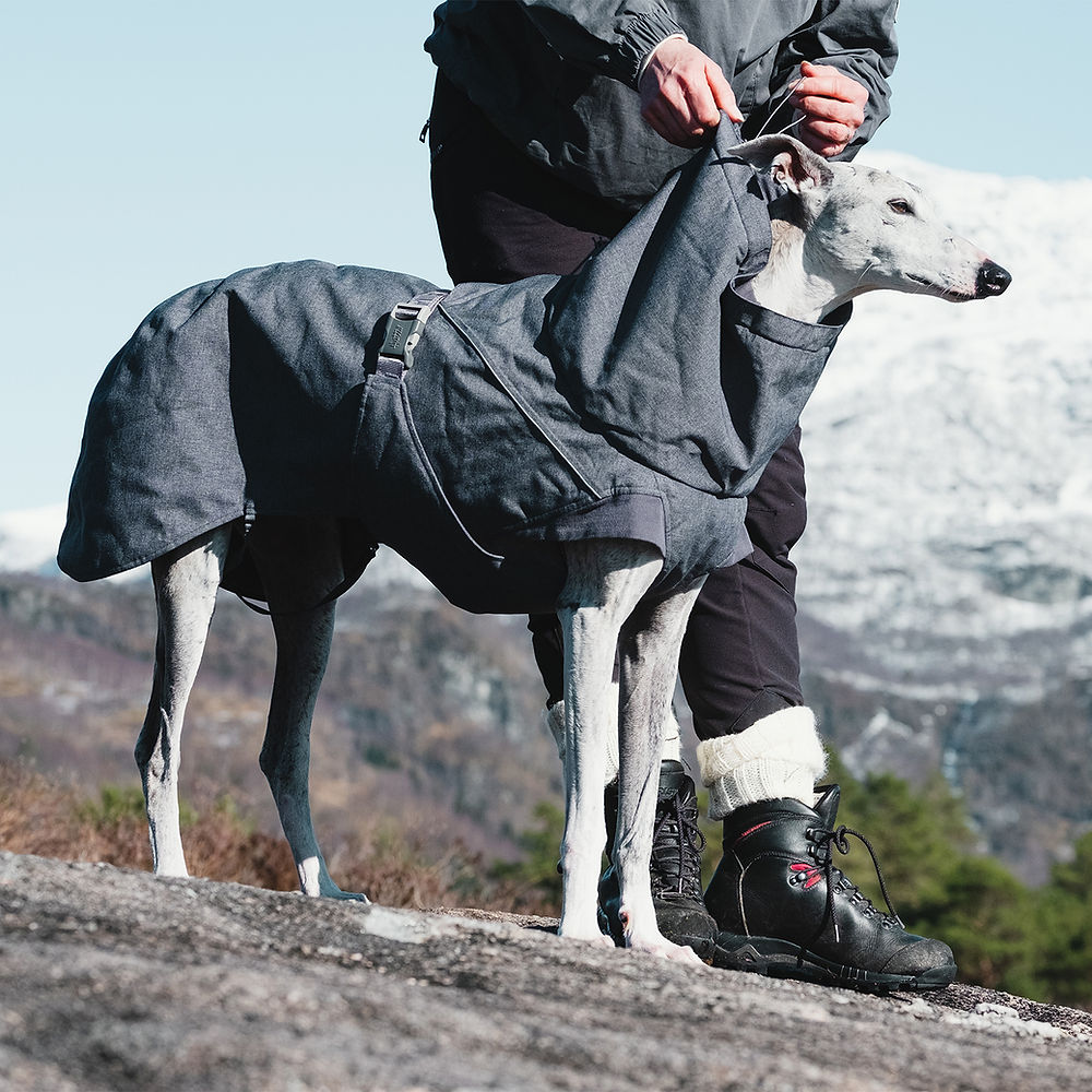 Hurtta Blackberry Expedition Parka on an actual dog