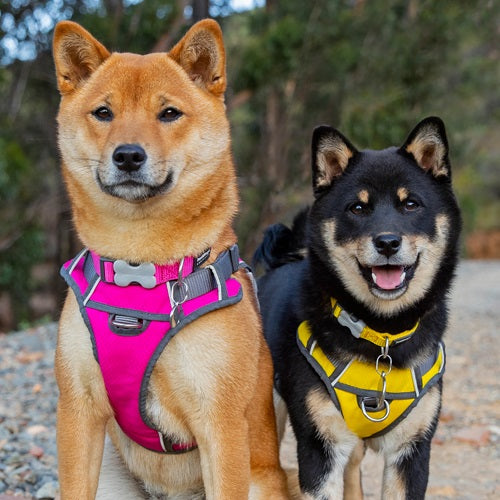 Padded Harness -Red Dingo | Krazy For Pets