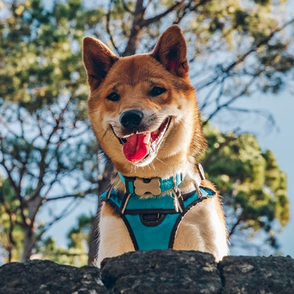 Turquoise Padded Harness - Red Dingo | Krazy For Pets