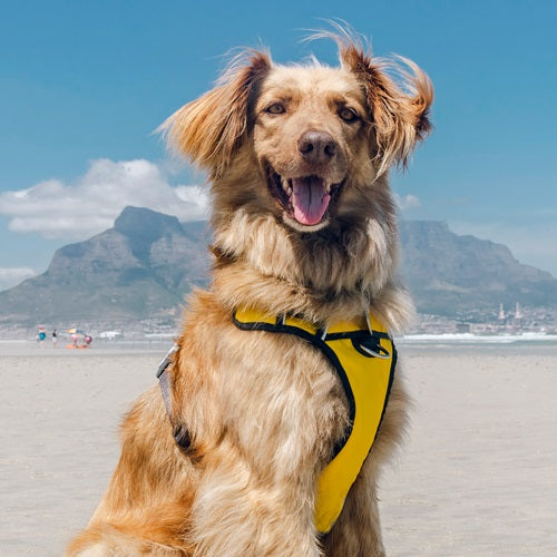Yellow Padded Harness - Red Dingo | Krazy For Pets