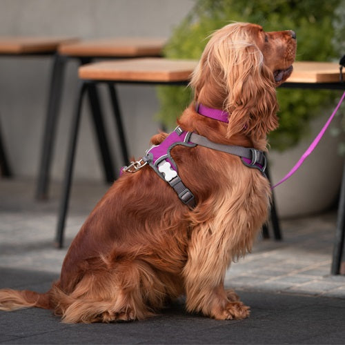 Purple Padded Harness - Red Dingo | Krazy For Pets