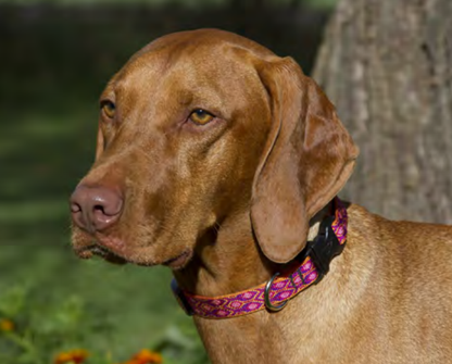 Lupine - Alpen Glow Collar | Krazy For Pets