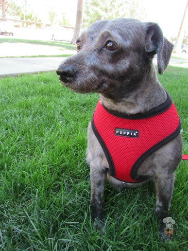 Puppia - Red Soft Harness | Krazy For Pets