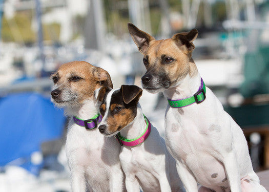 Lupine - Bermuda-Pink Club Collar | Krazy For Pets