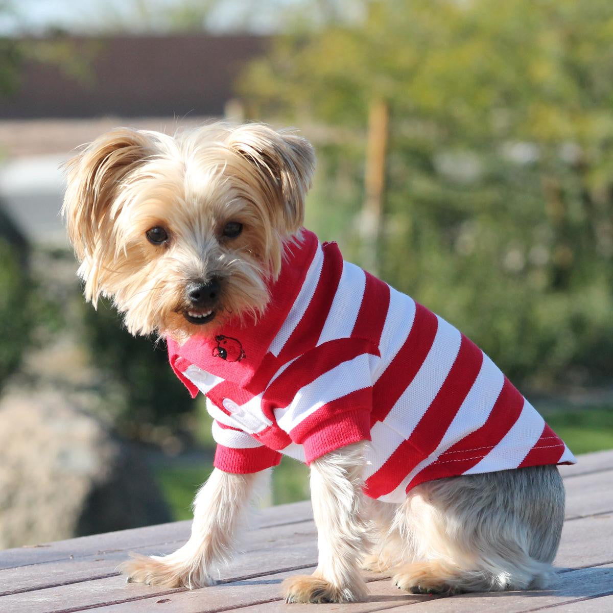 Doggie Design - Flame Scarlet Red & White Striped Polo Shirt | Krazy For Pets